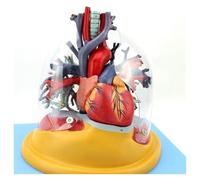 Medical Anatomical Lung Tracheobronchial Tree Vascular Trachea Model - Human Heart Model Human Organ Anatomy Model， For Medical Education And Rehabilitation Teaching