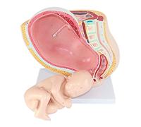 Medical Anatomical Pregnant Human Female Pelvis with Pregnancy 9 Months Baby Fetus Model Life Size with Removable Organs, 4-Parts, Hand Painted