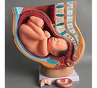 Medical Anatomical Pregnant Human Female Pelvis with Pregnancy 9 Months Baby Model Removable Organs, 4-Parts, Hand Painted