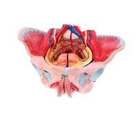 Medical Anatomy Female Pelvic Skeleton Model with Vascular Muscular Nervous Mechanism Scientific Human Anatomy, Removable Organs, 4 Parts, Life Size