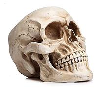 Medical Anatomy Human Skull Models - Life Size Replicas of Realistic Human Skull Models Fine Art and Artistic Anatomy