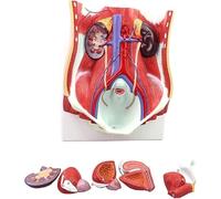 Medical Anatomy Human Urinary System Model Human Male Female Urinary System Model Kidney Anatomy Model Medical Organ Teaching Kit