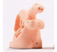 Medical Catheterization Training Model, Male Anatomy Educational Set with Reproductive Organs & Urinary System, for Healthcare Learning & Practice
