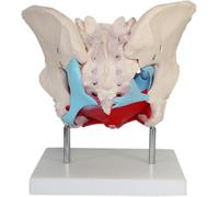 Medical Female Pelvic Anatomy Model, Life-Size Anatomical Model of Female Pelvic Floor Muscles, PVC Material, Removable Parts, Magnetic Mounting.