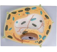 Medical Gift, 3D Plant Cell Model, Plant Cells Anatomy Model, Learning Resources Cross-Section Plant Cell Model for Biological Study Learn Tool,Medical Teaching Training Aid.