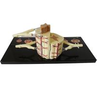 Medical Gift, 5X Spinal Cord Human Spinal Nerve Anatomical Model, Vertebral Spinal Ganglion Features, Nerve Branches Spinal Ganglion, for Study Display Teaching Educational.