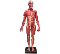 Medical Gift, 60 cm Human Torso Muscle Anatomy Model, Male Art Anatom Figure Teaching Model, Muscular & Skeletal System Anatomical Set, for Student, Lab & Classroom Use.