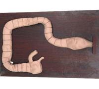 Medical Gift, Colonoscopy Examination ModelIntestine Model Human Sigmoidoscope Train Simulator, Colonoscopy Demonstration Manikin Model for Study Display Teaching.