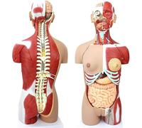 Medical Gift, Dual-Sex Human Body Model 33.4", 85cm Life- Size Human Body Model Has 29 Removable Human Organs, for Medical Science Education Study or Teaching.
