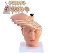 Medical Gift, Human Brain Cross Section Anatomical Model with Digital Identification, CT, MRI Brain Mould, 12 Pieces In Total, Can Be Disassembled Individually, for Medical Teaching.