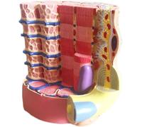 Medical Gift, Human Skeletal Muscle Fiber Microscopic Anatomical Model, Life Size Show Collagen Fibers and Reticulated Fiber Model, for Science & Technology Students.