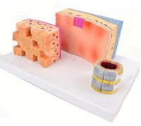 Medical Gift, Human Trachea Anatomy Model, 3X Magnification Tracheal Wall and Larynx Organ Model, Trachea Structure Anatomical Model, for Laryngeal Anatomical Teaching Study.