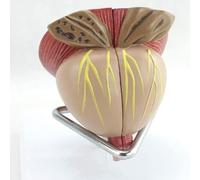 Medical Gift, Life Size Prostate Male Anatomical Model, Human Prostate Organ Model, Detachable 4 Parts Educational Training Aid, for Learning Demonstration Teaching