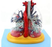 Medical Gift, Lung Trachea bronchial Tree Blood Vessel Trachea Model, Human Heart Model, Human Lung Tracheobronchial Tree Model, for Medical Education and Training Assistance