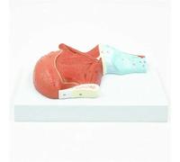 Medical Gift, Tongue Muscle Anatomy Teaching Demonstration Model, Human Tongue Muscle Anatomy Model, Organs Enlargement Model, for Research Teaching and Doctor-Patient Communication