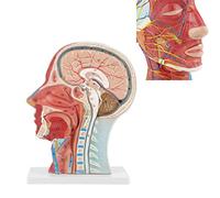 Medical Head Model Life Size 4D Human Brain Model Split Human Brain Model Color Coded Head Brain Neck Midsection Study M