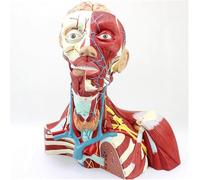 Medical Human Anatomy Model, Head And Neck Muscle Nerve Cerebral Artery Cranial Structure Model, Anatomy of The Deep Layers Face, Brain, Neck, And Chest, For Medical Teaching Display.