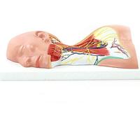 Medical Human Neck Anatomy Model Skull face Blood s Skin Beauty Beauty