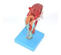 Medical Institution Otolaryngology Human Mouthpiece Model of Mouthpiece Laryngeal Model Laryo Model/Tongue/Tooth Model/L
