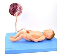 Medical Models, Anatomical Model Of Neonatal Organs, Anatomy Model For Fetal Care, Placenta And Umbilical Cord For Educational Material