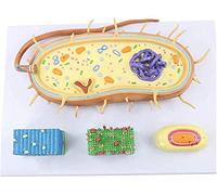 Medical Models, Biological Anatomy Model Bacterial Cell Nucleus Anatomical Model Assembly Model Bacterial Cell Nucleus Anatomy Medical Anatomical Nucleus Chromosome Biological Flagellum Model