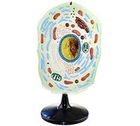 Medical Models,Cell Anatomy Model,Animal Plant Microscopic Specimens Magnified Cell Structure Model,Animal and Plant Cells Model,for Study Display Teaching Medical Model