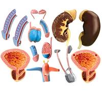 Medical Models, Educational Model 4D Human Anatomy Model Male Reproductive System Medical Anatomical Urinary System Organ Testicle Model for Physiology Biology