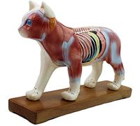 Medical Models, Educational Model Animal Acupuncture Model Animal Anatomy Model Dog/Cat Anatomical Model Cat& Dog Scientific Animal Anatomy,Medical