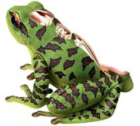 Medical Models Educational Model Frog Anatomical Model Animal Anatomy Model Detachable 31 Parts Organs and Body Parts Medical Teaching Model for Study Display Teaching Medical Models