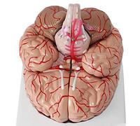 Medical Models, Human Brain Anatomical Model,Detachable Human Head Brain Anatomy Model Life Size Medical Teaching Human Brain Anatomy Model,for Medical Educational Training Aid