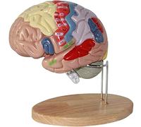 Medical Models, Human Brain Anatomy Model,Human Regional Brain Model 3 Parts Removable Colors to Identify The Different Brain Functions 1.5X Magnification Anatomy Model