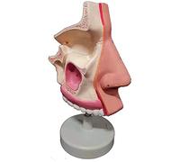 Medical Models, Nasal Cavity Model,Human Organ Anatomy Model Human Otolaryngology Model,Educational Model Nasal Cavity Anatomical Model,Medical Teaching Doctor-Patient Communication Mold