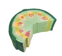 Medical Models, Plant Model Dicotyledonous Herb Stalk Anatomy Model Biological Teaching Instrument Experiment Equipment Medical Education Tool,Monocotyledon