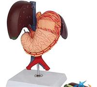 Medical Models, Removable Liver Anatomy Model Medical 6 Pcs Human Stomach, Liver Gallbladder Pancreas Duodenum Model Gastroenterology