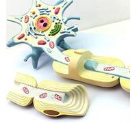 Medical Neuron Cell Body Neuron Model, 2-Parts, 2500X,Human Amplified Model of Nerve Fiber Structure Medical Brain Dener