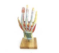 Medical Palm Partial Anatomy Neurovascular Model Human Hand Model Hand Skeleton Teaching Anatomy Tool Teaching molds