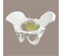 Medical Pelvis Model Female Pelvic Skeletal Anatomy Demonstration Model Medical Pelvic Anatomy Model for Learning Display Teaching