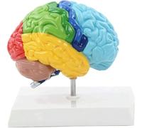 Medical Teaching Human Brain Model, Life Size Right Half Block Brain Anatomy Model, for Classroom Study, Educational Display & Neuroscience Education