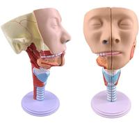 Medical Teaching Throat Model Larynx Trachea Pharyngeal Muscle Anatomy Model Mouth,Nose and Nasal Cavity Model Tongue Muscle Anatomy Head Model Naturally Big