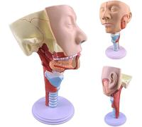 Medical Teaching Throat Model Larynx Trachea Pharyngeal Muscle Anatomy Model Mouth,Nose and Nasal Cavity Model Tongue Muscle Anatomy Head Model