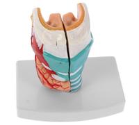 Medical Throat Model: Realistic Human Laryngeal Anatomy For Clinical - Portable Pharynx Anatomical Teaching Tool For Enhanced Learning Efficiency