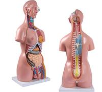 Medical Torso Anatomy Model 85Cm Life Size Unisex Doll 23 Removable Parts Education Organs for Students Science Learning Study