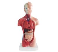 Medical Torso Human Body Model 15 Removable Parts For Study And Display Heart Brain And Skeleton Models