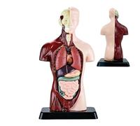 Medicals Torso Human Body Model - PVC 24.5cm | 6 Parts Anatomy Doll, Education Organs Model | Perfect For Students Science Learning School Teaching And Anatomical Study Classroom Lab
