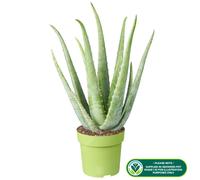 Medicinal Aloe Vera Therapeutic Indoor Office Plant In Pot
