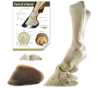 MediTrain Horseshoe Medical Anatomy Model, simulating Anatomical Structures and Teaching aids, Suitable for Medical Schools, Medical Students, and Medical Training institutions