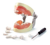 MediTrainer Child Typodont Teeth Model，Comes with 24 removable teeth for Children to teach cleaning and demonstrate educational dental care.