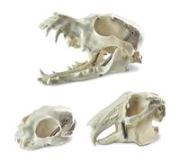 MediTrainer Dog & Cat & Rabbit Skulls - 3 Animal Skull Models, Suitable for Scientific Teaching, Animal Specimen Display