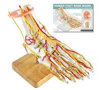 MediTrainer Foot Vascular Arterial Model, Foot Model, Human Size Foot Skeletal Model with Arteries - Detailed Anatomical Structure for Medical Research and Patient Education
