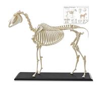MediTrainer Horse Skeleton Anatomical Model, 1:10 Scale Realistic Equine Bone Structure Replica with Base & Poster for Veterinary Teaching, Animal Science Study & Clinic Display